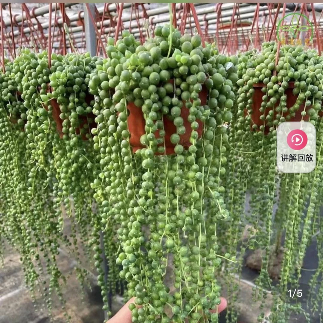 （满5元包邮满18发货快有赠品）佛珠 大盆 7-8cm 猫小姐多肉
