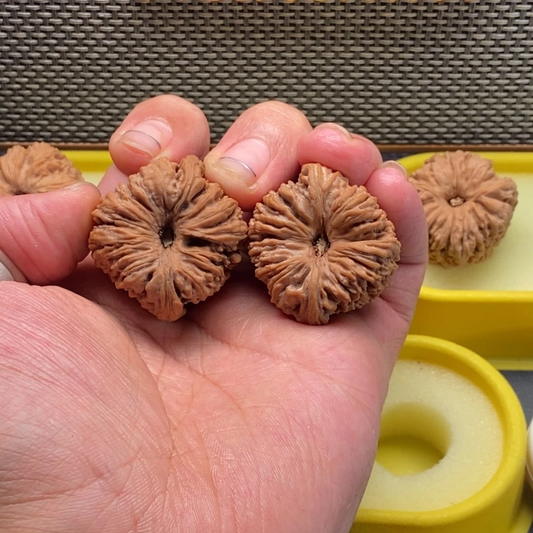 风*涿鹿老树38毕业菊花深凹底 仅此一对 打底有黄不退不换
