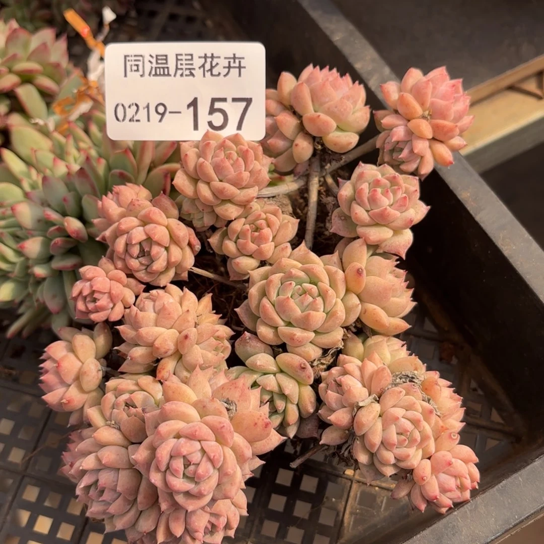 同温层多肉霜花157