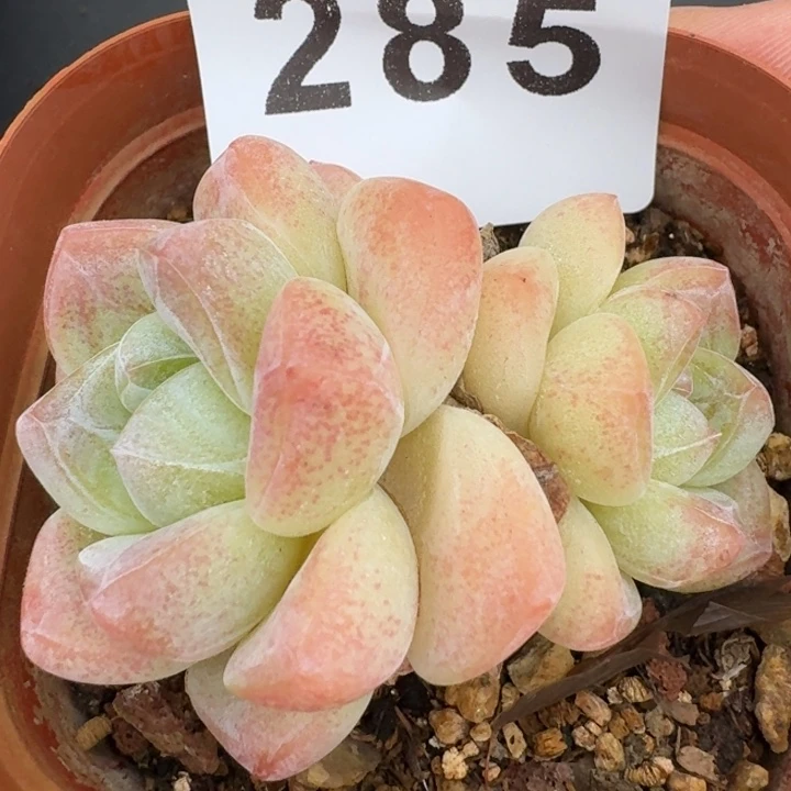 福利冰玉            多肉植物