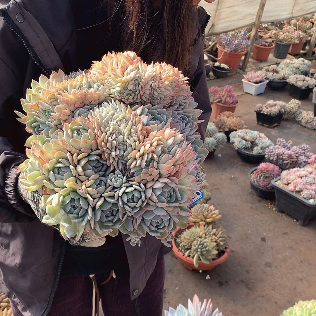 836莎莎一物一拍多肉