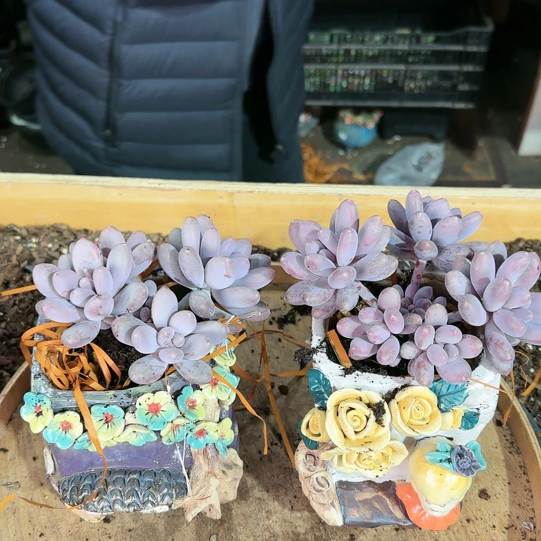 鑫*鑫亿，盆2个156          盆