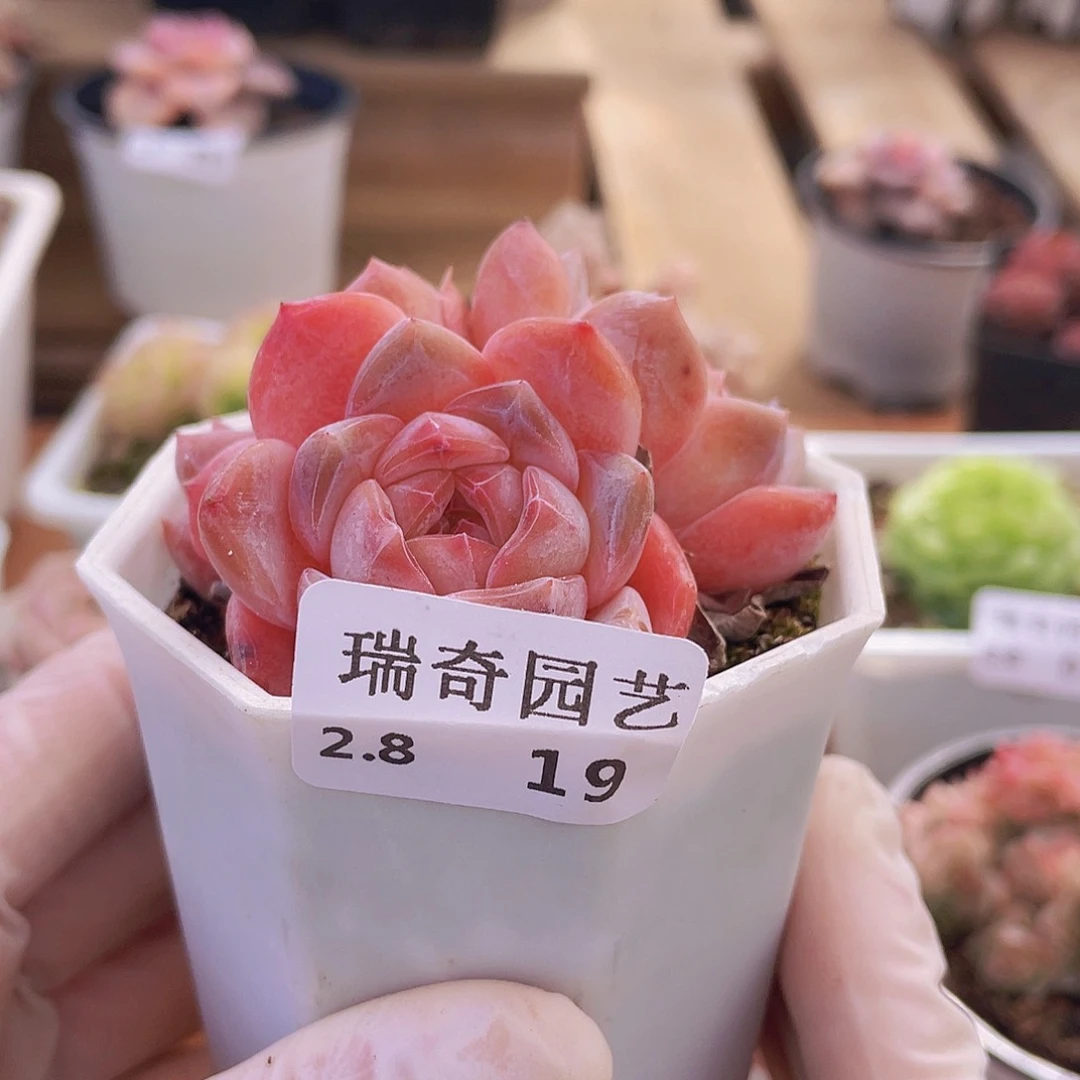 000000000000000000019量拍