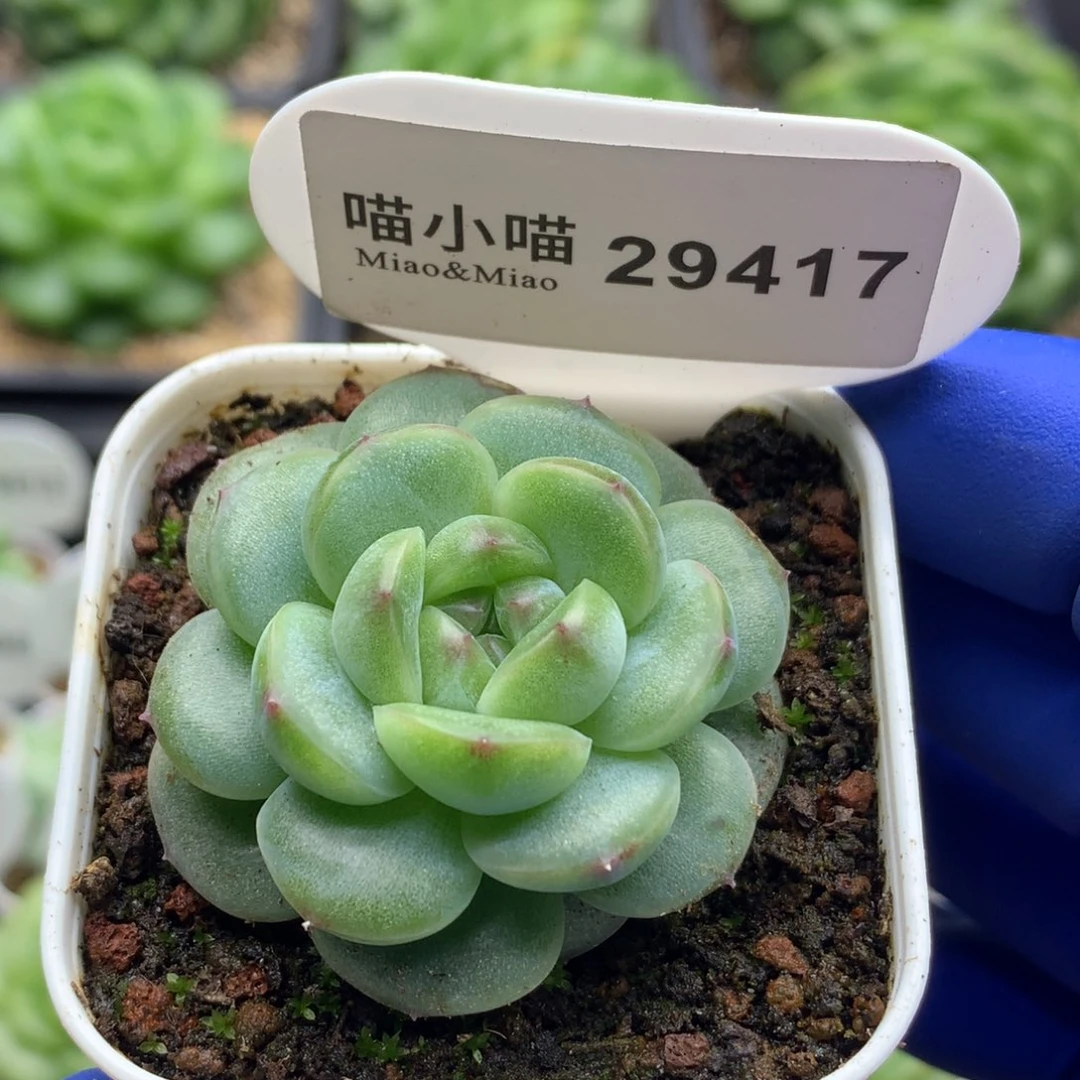 多肉植物杂交珍妮
