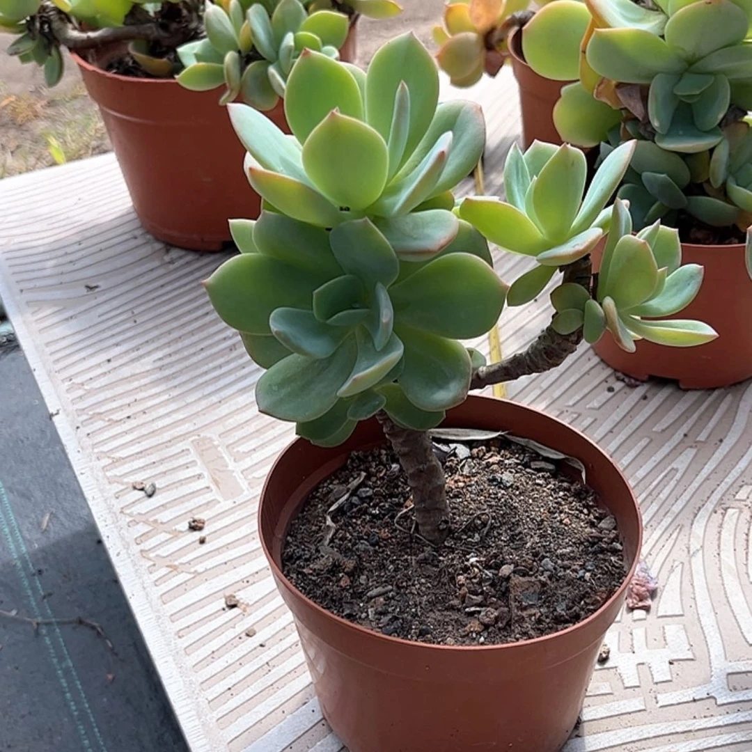 【闪购商品】无花朵盈****明