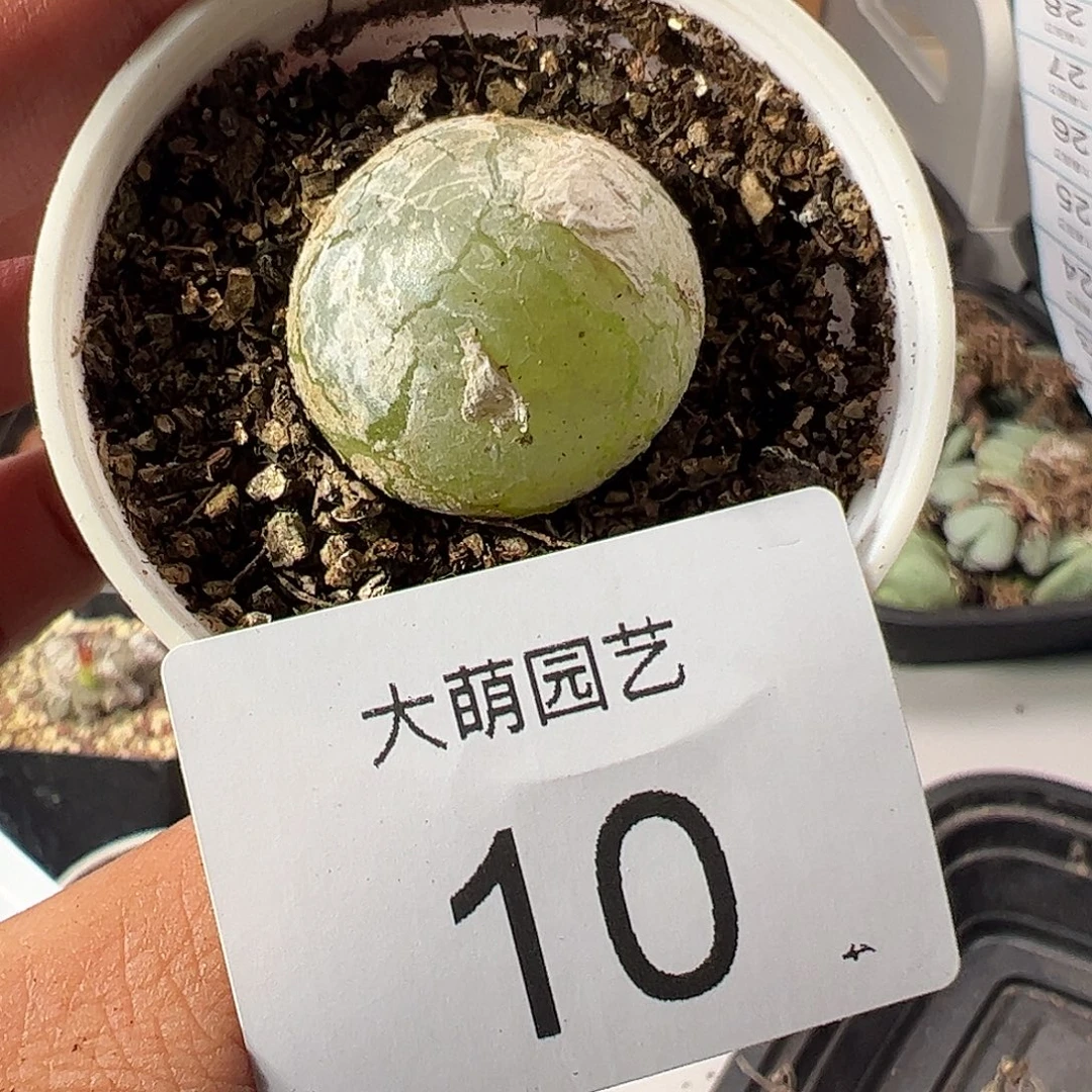 一物一拍带盆土发。  10