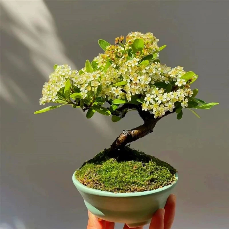 精品盆景掌中宝老桩火棘，白蜡，水杨梅，映山红，水杨梅，姬蔷薇