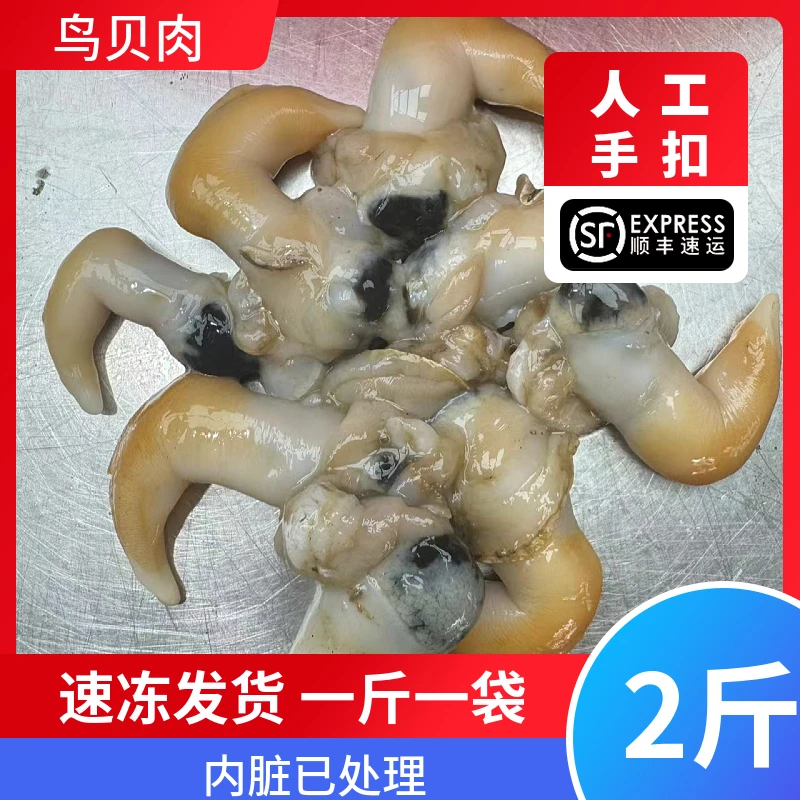 烟台发货2斤鸟贝肉（已处理完内脏）速冻发货顺丰速运