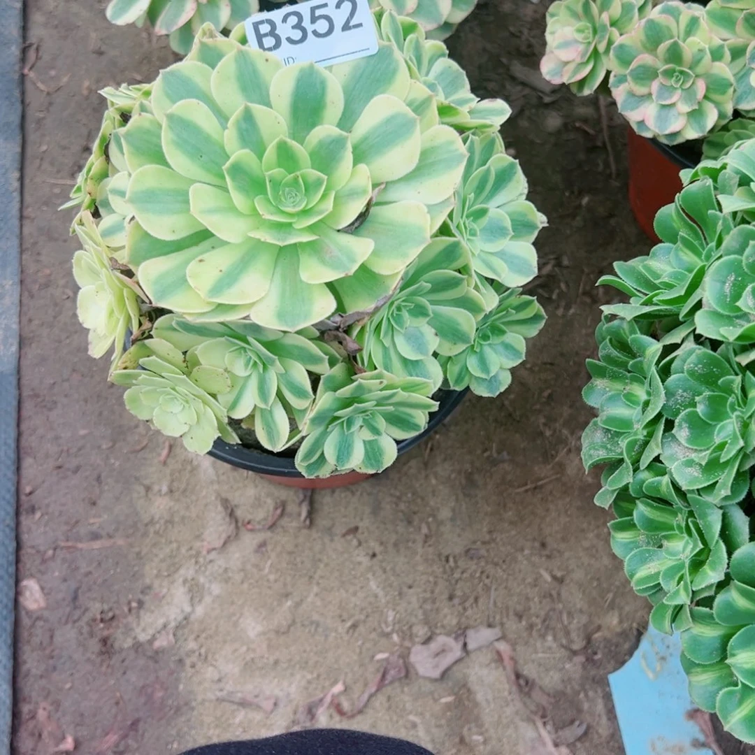 家***慧352雨荷多肉植物法师多肉