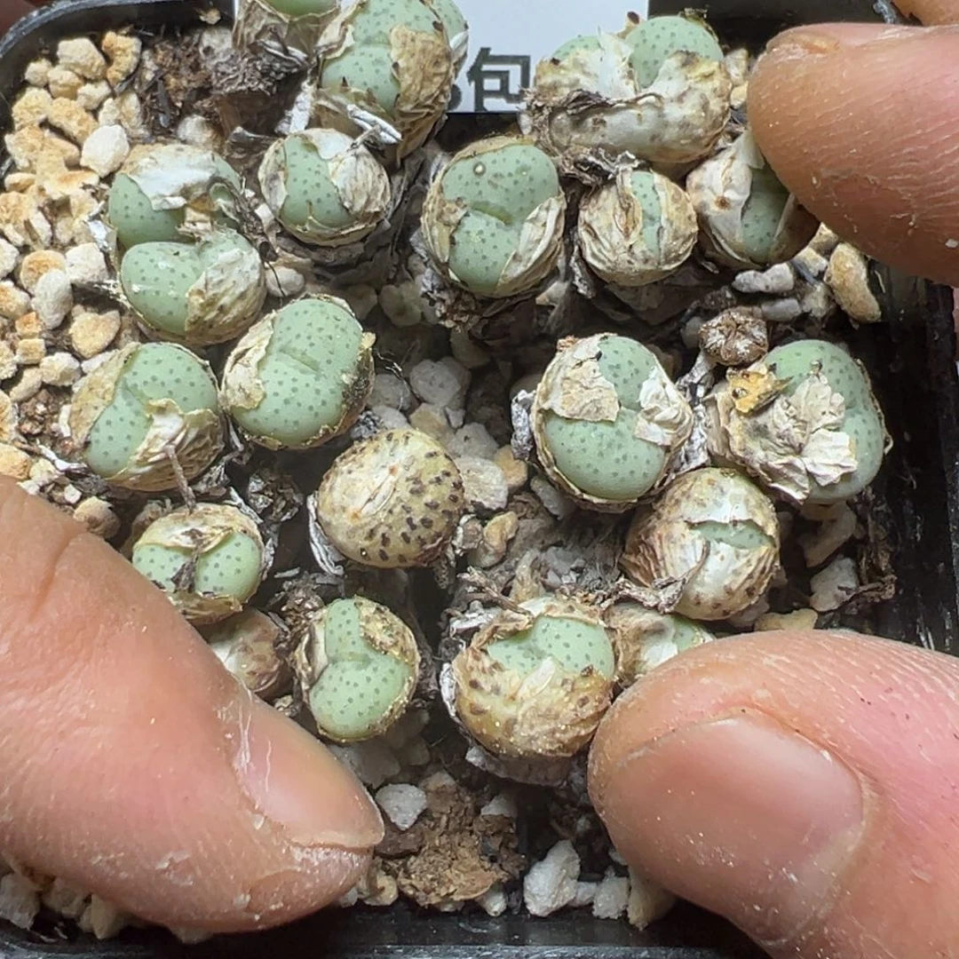 【闪购商品】 908。