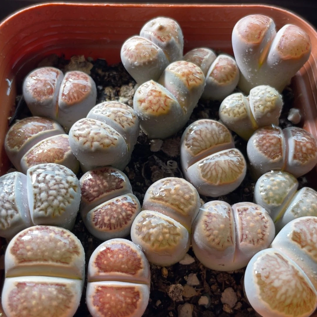 大盆特价一物一拍～35