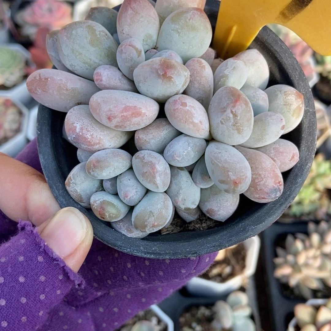 539香水多肉植物多肉