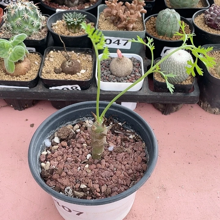 407香水杨葵块根植物