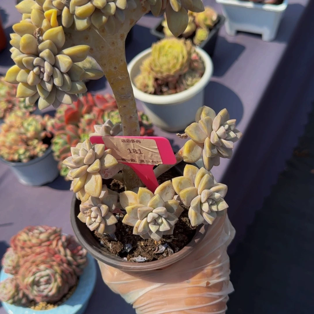 181淡雪肉肉肉肉肉肉