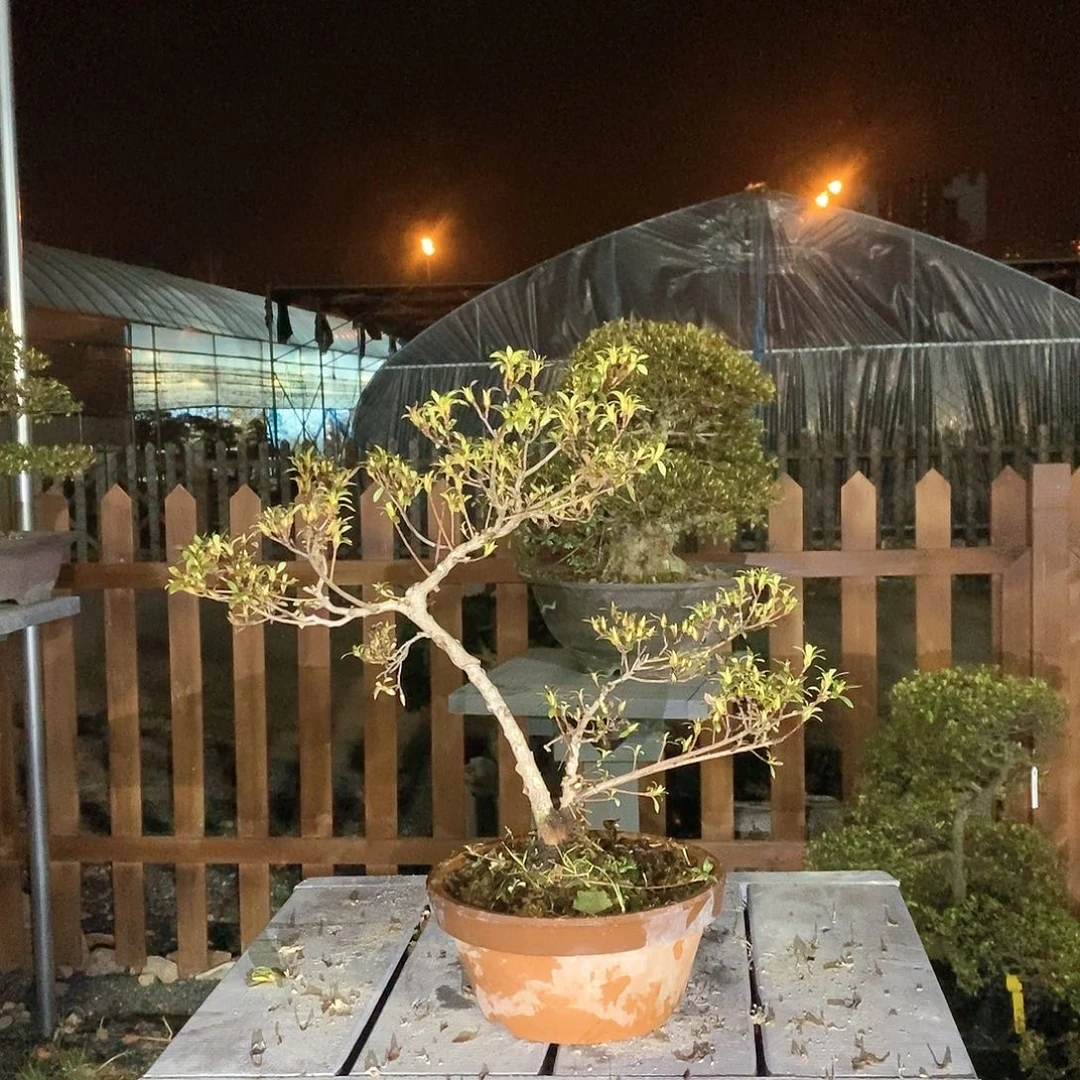 红陶耀*杜鹃花8383