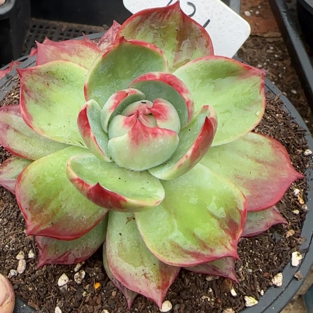 惊鸿一物一拍包装收缩花旱131