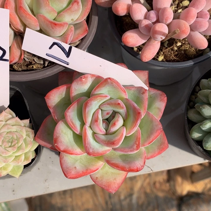 多肉植物72737373738