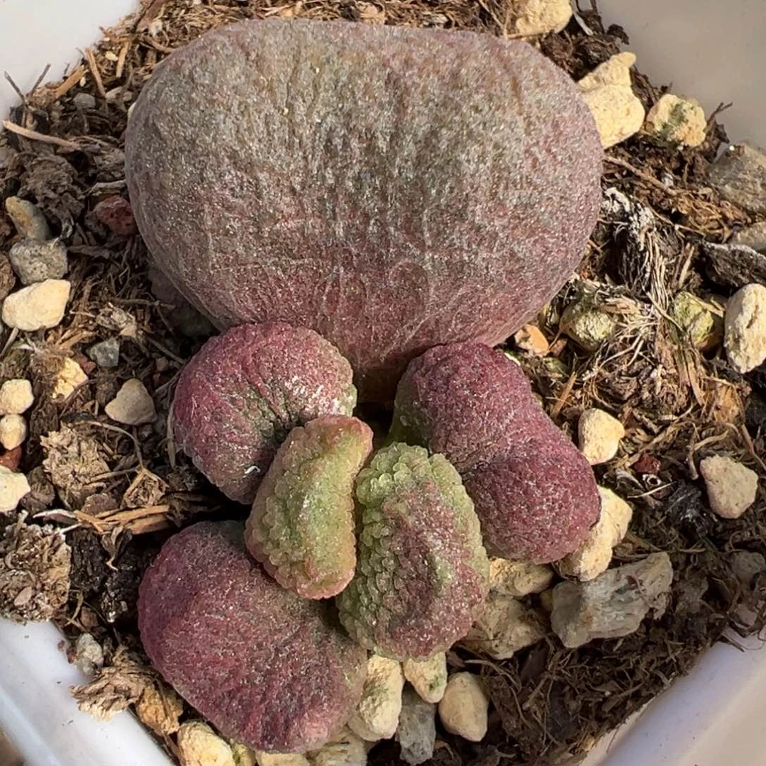 红烧肉大苗多肉植物水泡