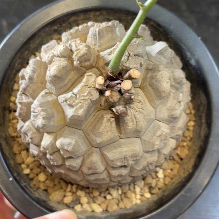 2号日系龟甲龙带盆包邮不退不换