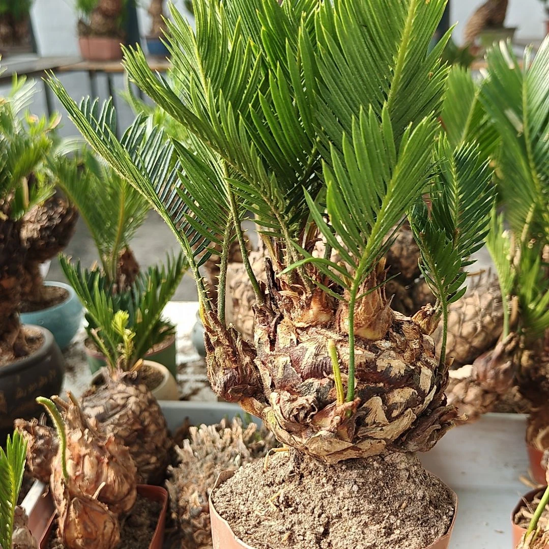 2***5无花朵白鳞铁盆景基地价