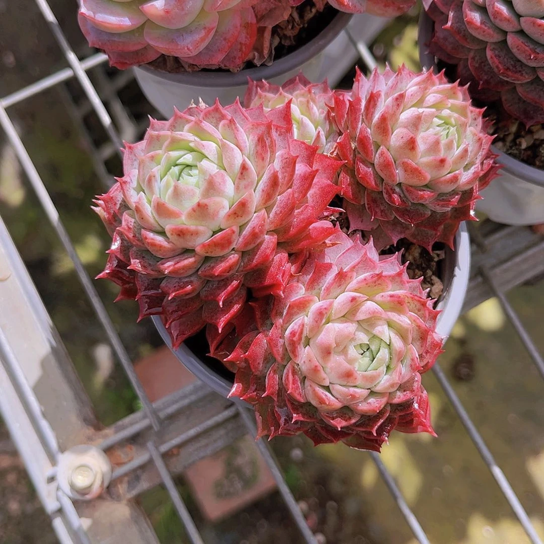 朱砂痣9.5公分99999999