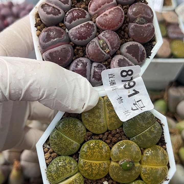 8791 好养易活生石花大母本两盆6.5cm盆