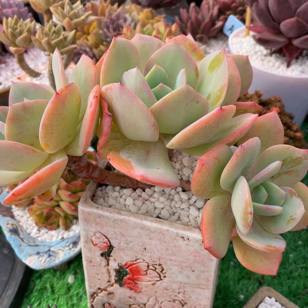 多肉植物盆栽多肉