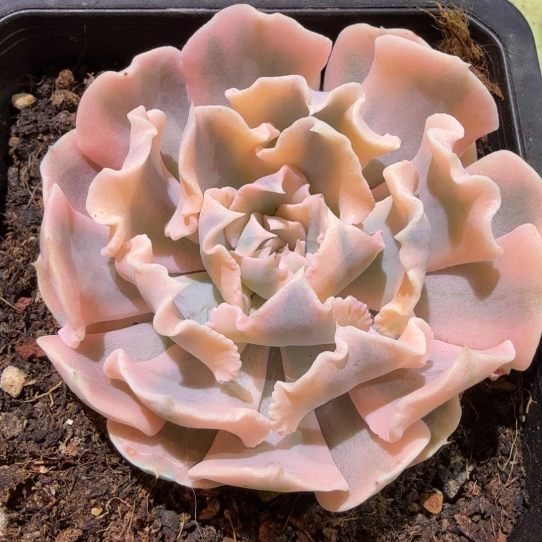 利比利亚锦，锦上园艺一物一拍