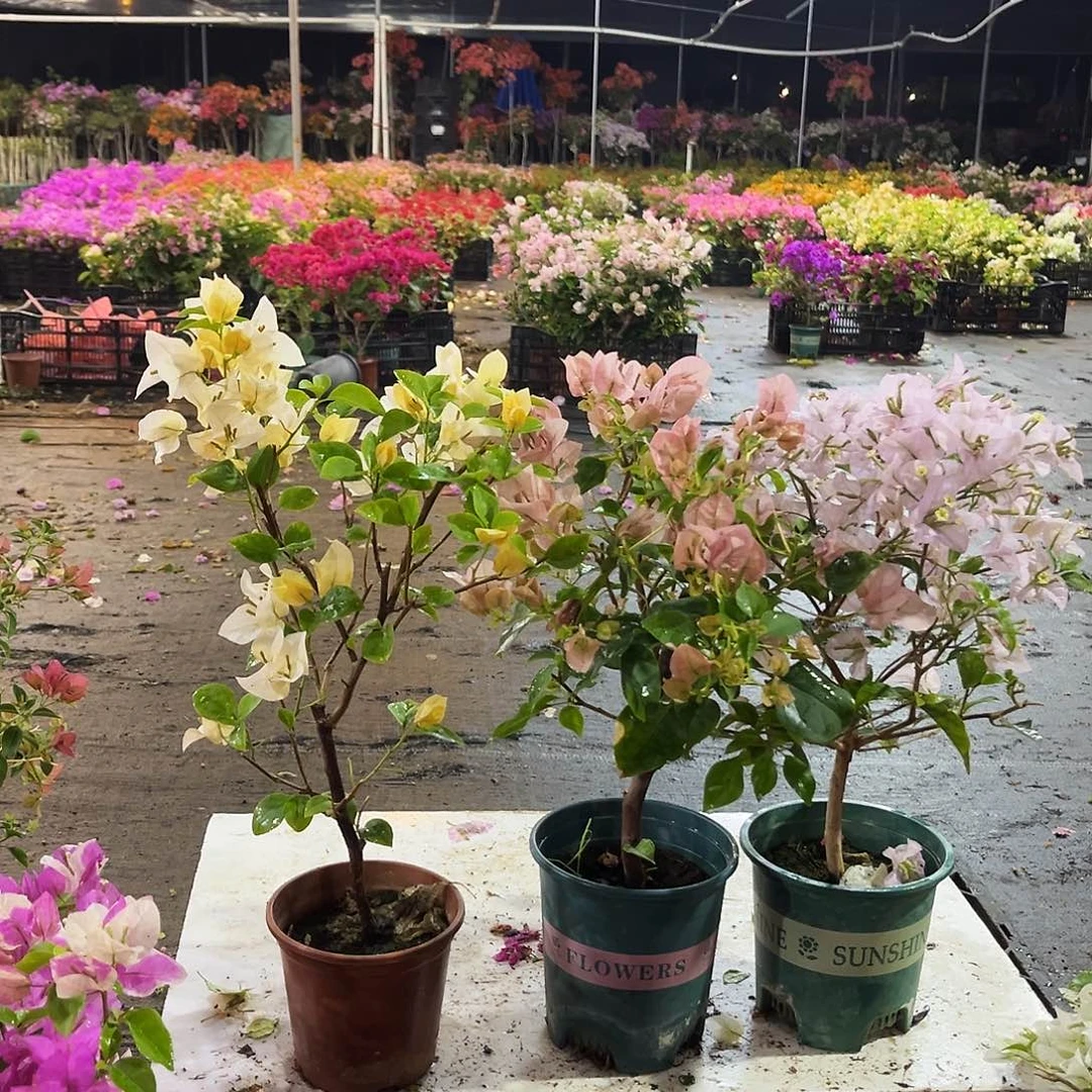 大部分花苞少量开放苏瓦娜，暗丽，苹果花