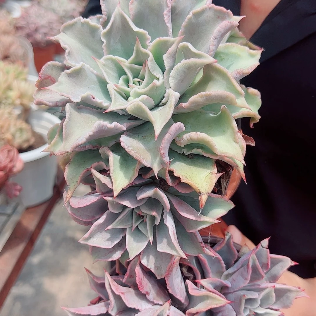 原始饺子皮双头起发2盆