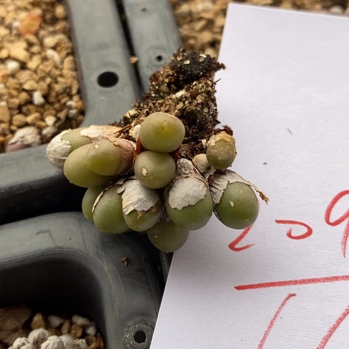 2097紫葡萄一群一群