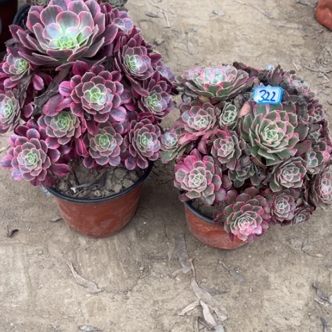 322多肉植物组合，
