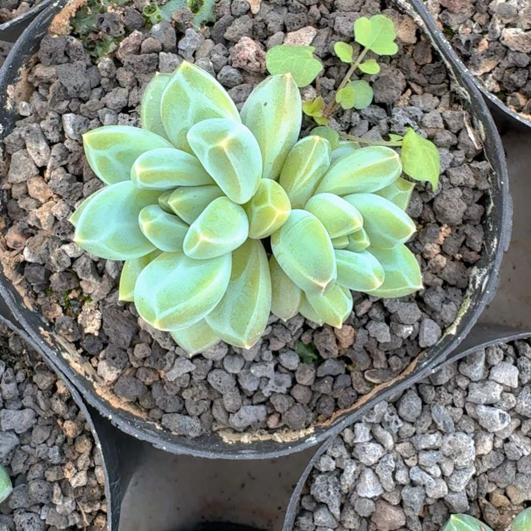 青花瓷 双头  一物一拍
