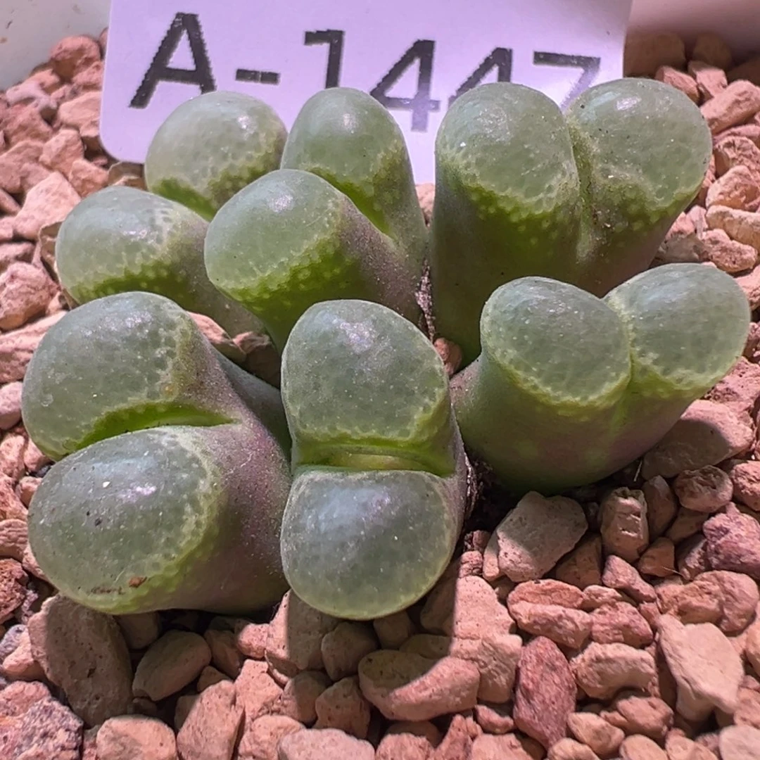 多肉植物11111111111