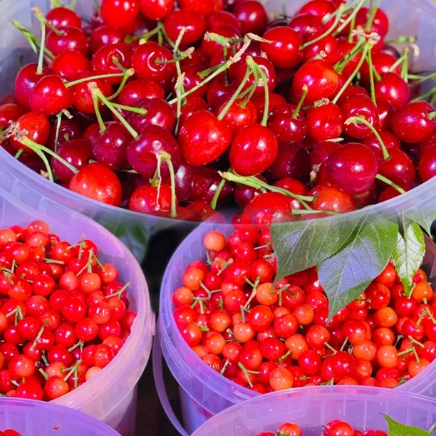 【顺丰空运】四川深山小樱桃酸甜可口1/2/3斤XL孕妇水果 内附果径卡