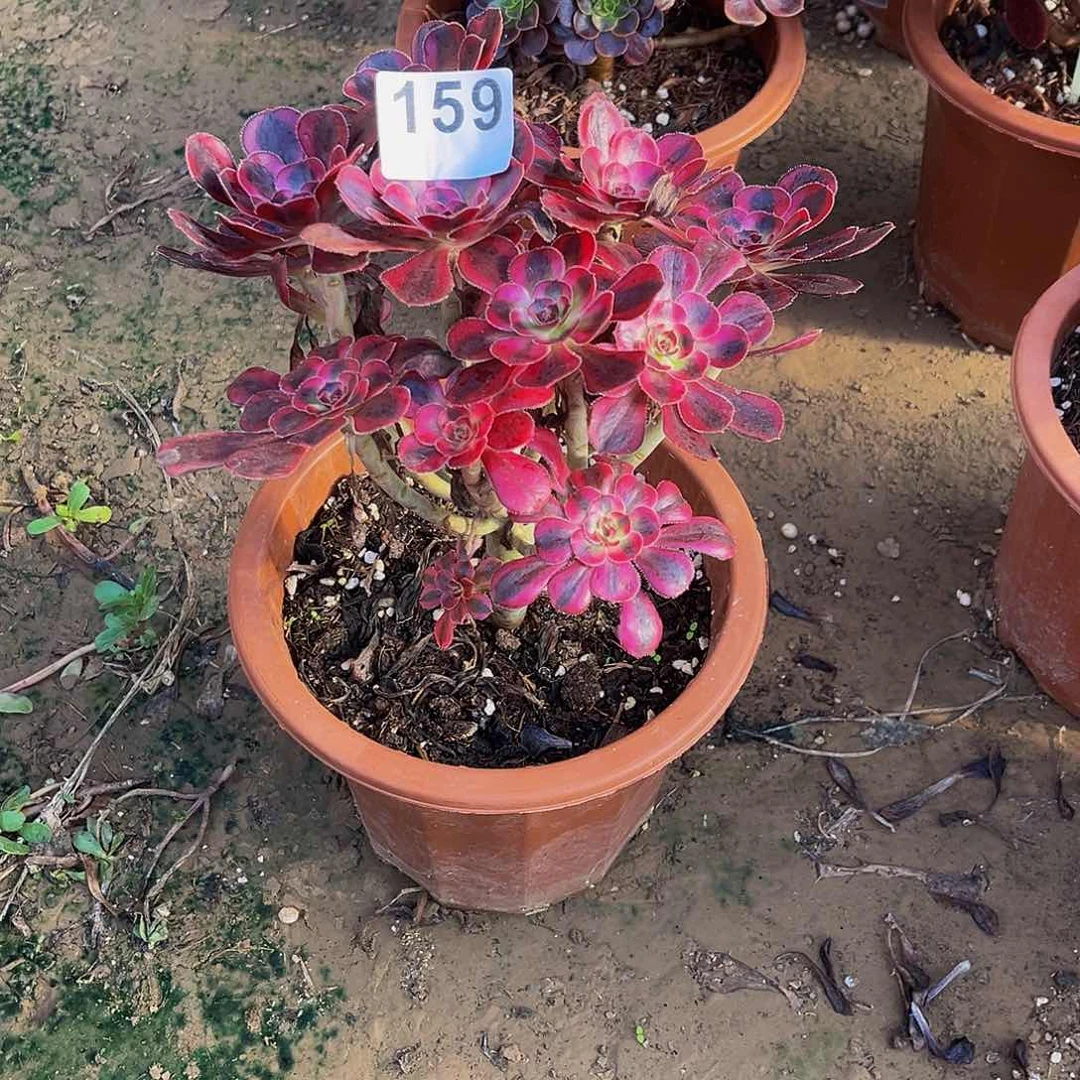 路**间丽娜一物一拍159