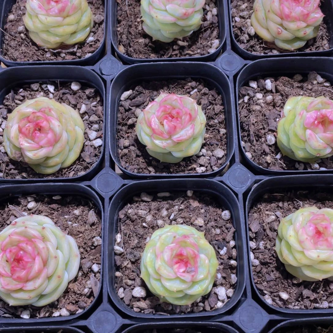 551号 冰透小花朵珍妮单头一个