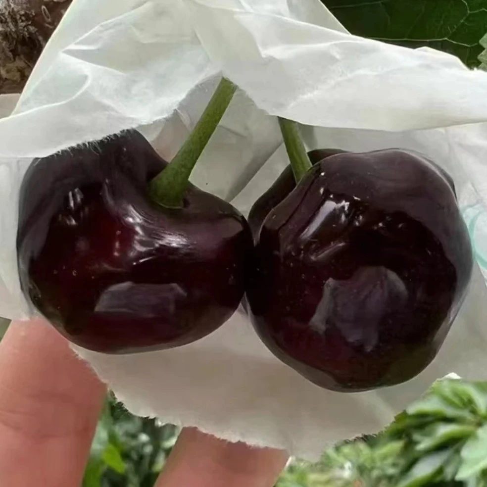 【省内专享】甘肃天水套袋美早大樱桃车厘子当季新鲜水果脆甜现摘