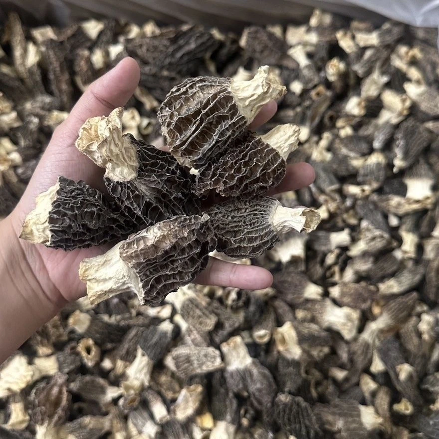 【特价】破碎羊肚菌半斤特价装