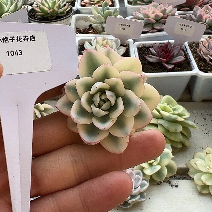 1043号奶油黄桃宽锦