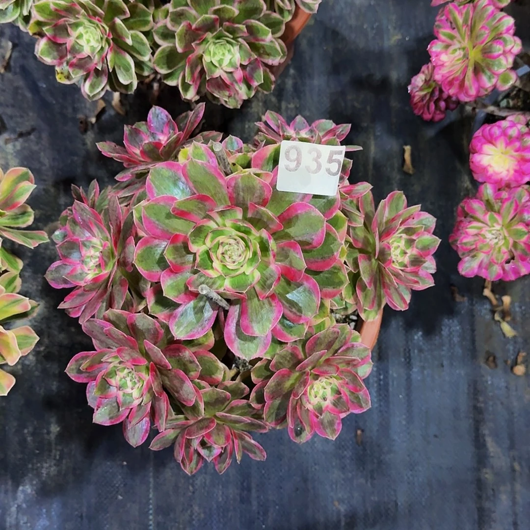 935云荷冠服25公分