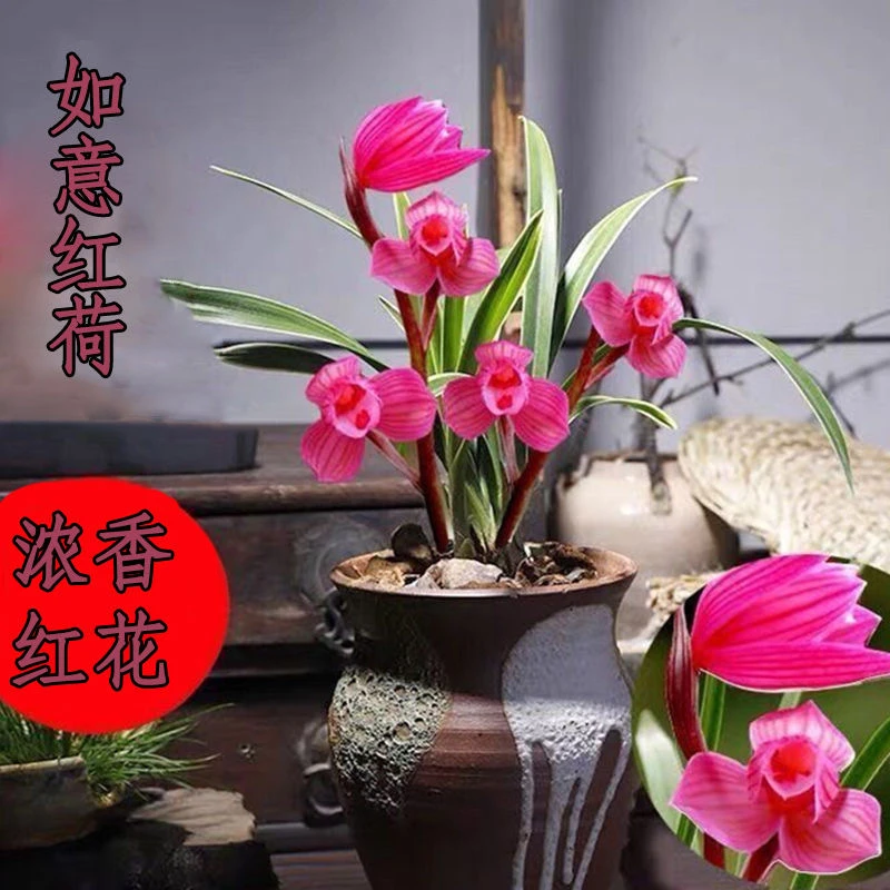 精品兰花【如意红荷】花卉金边兰花苗浓香型室内桌面卉植物盆栽