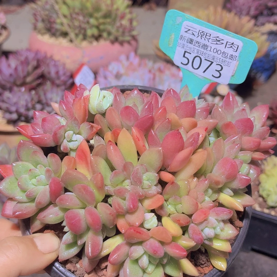 5073贵妃美人多肉植物