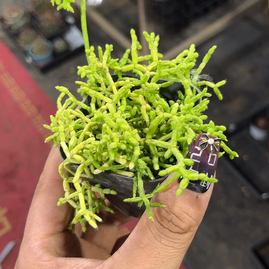 木偶人有根发货有根发货