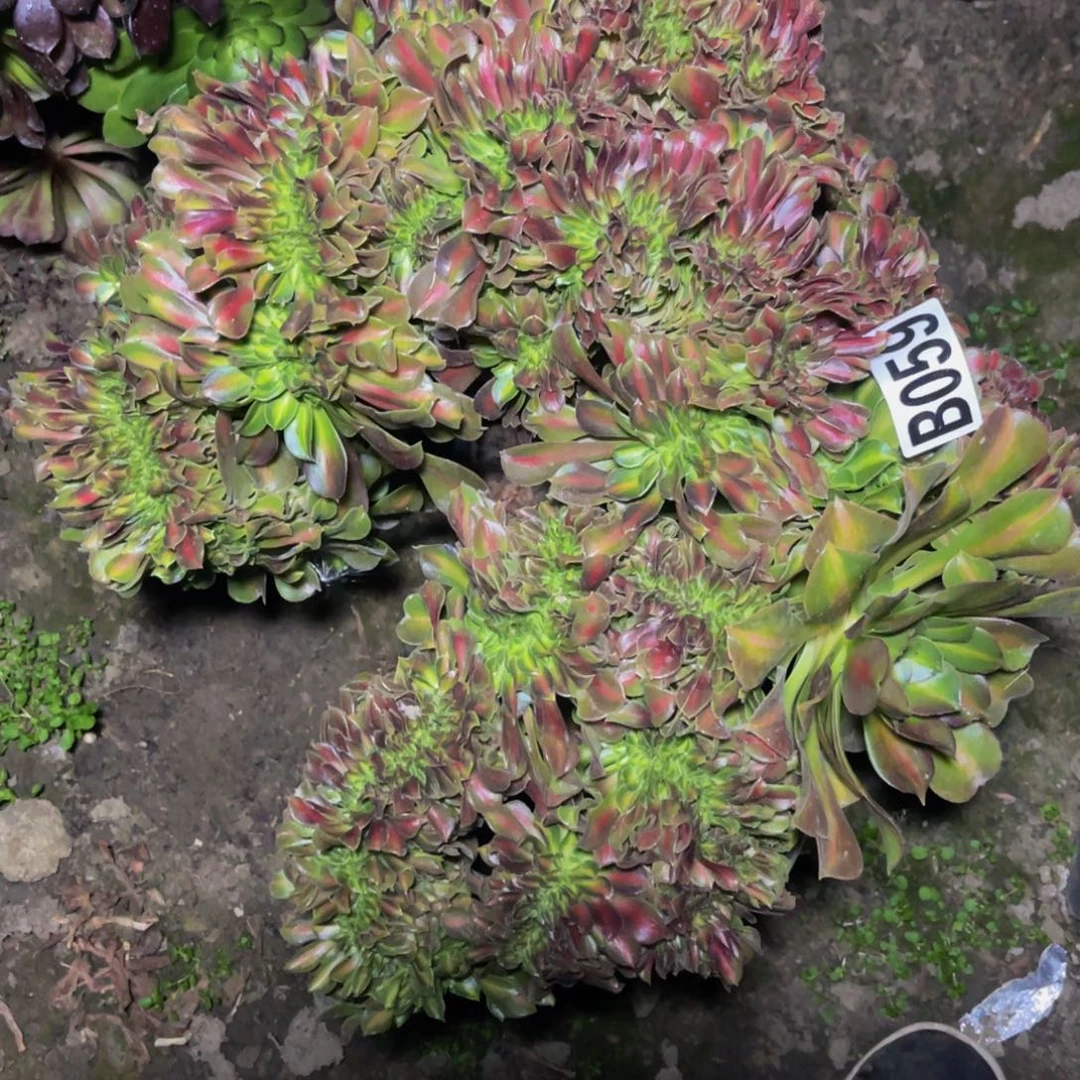 女巫法师16-/-//4偏远除外1包邮