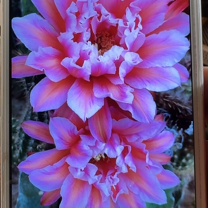 城堡侧芽5公分左右毛花柱（20包邮）