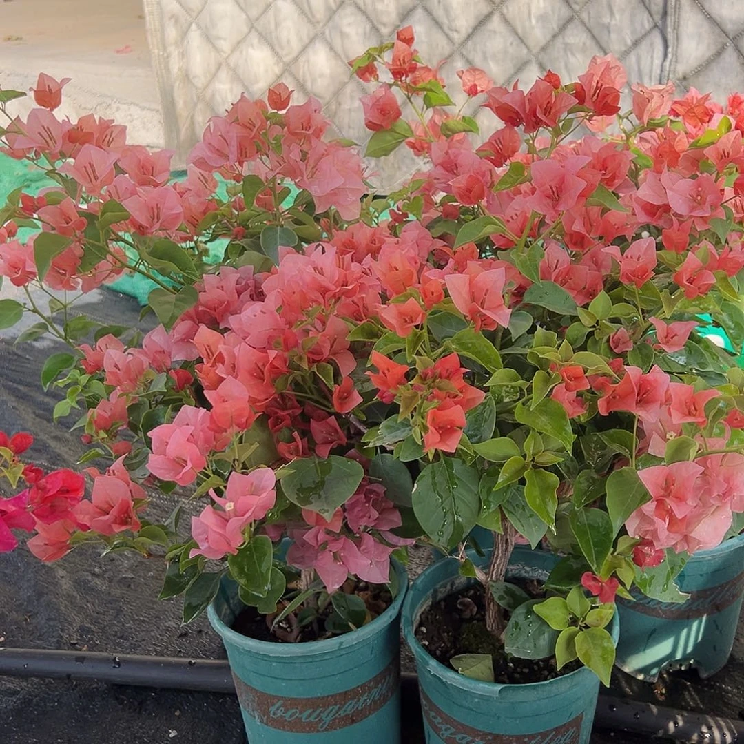当前无花栽培后可以开花不甜西瓜中一颗