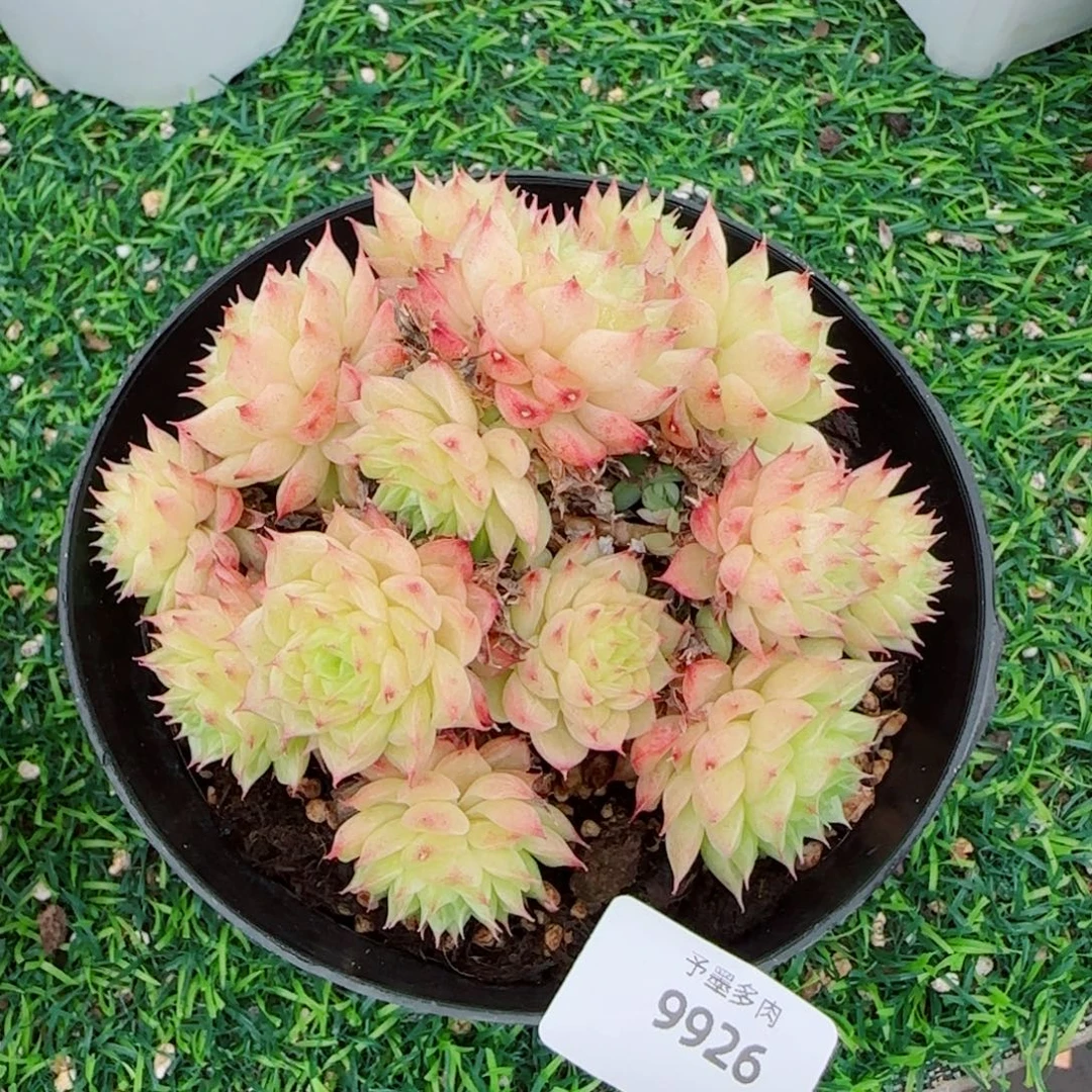 麦秆群，9926带盆发不包整