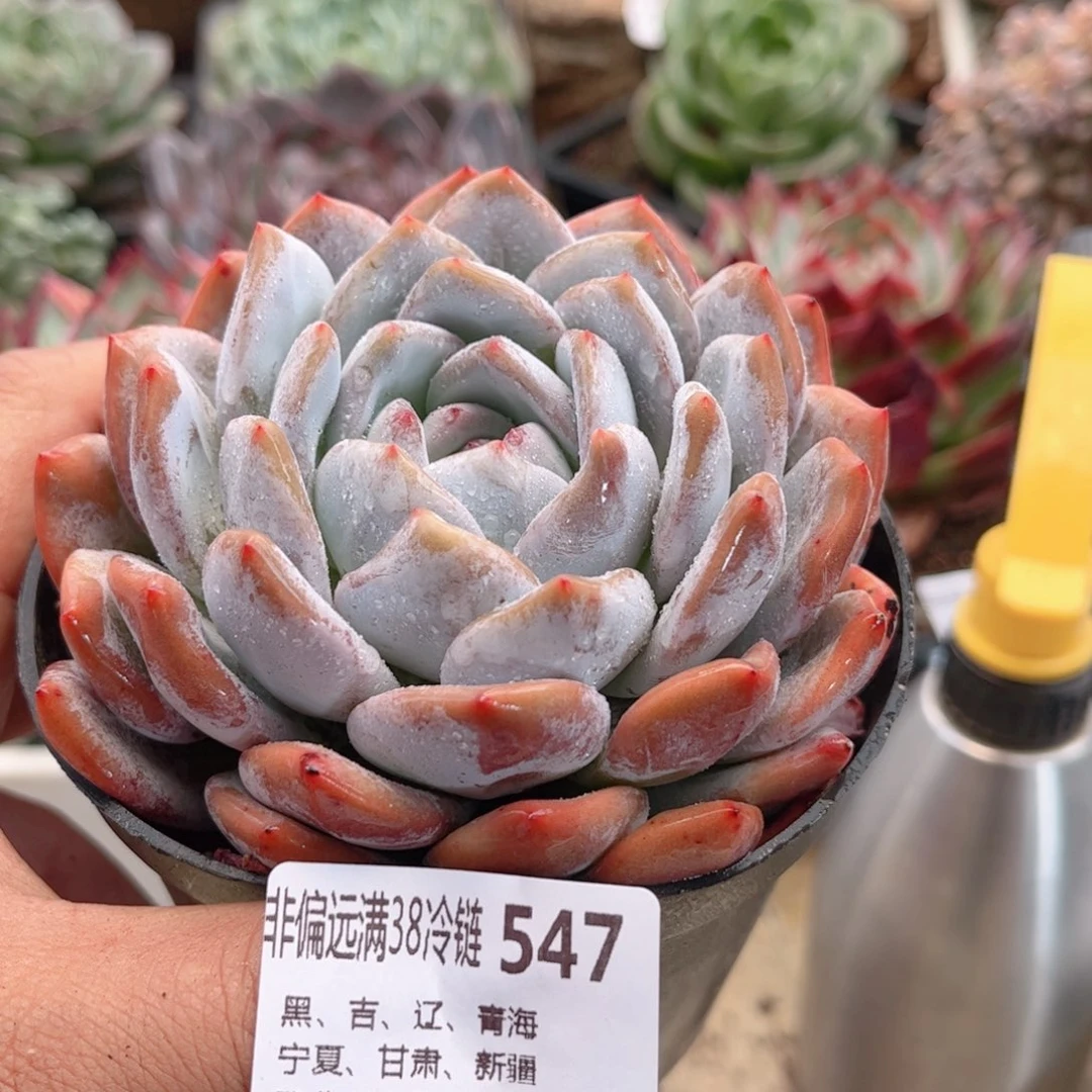 547橙子德华多肉