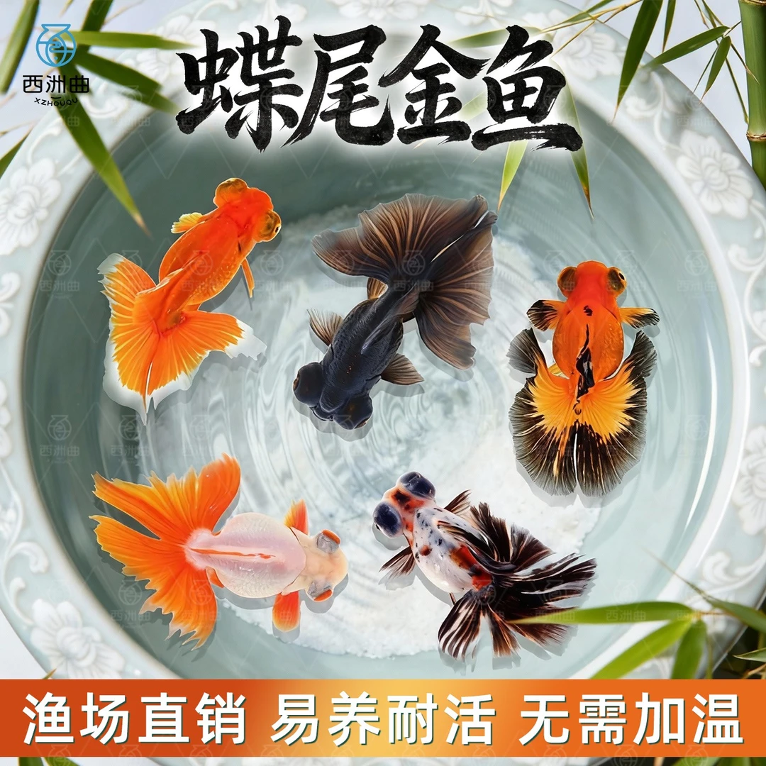 蝶尾金鱼活鱼观赏鱼红白包金蝶尾大眼冷水淡水鱼好养耐活泰狮兰寿